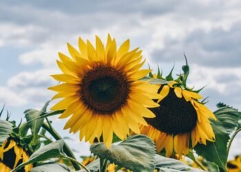 Bei Ya Alizeti Kwa Gunia 2025