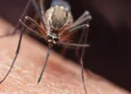 Dalili za Ugonjwa wa Malaria, Sababu na Tiba