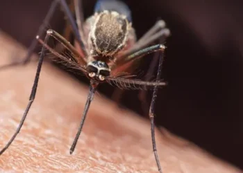 Dalili za Ugonjwa wa Malaria, Sababu na Tiba